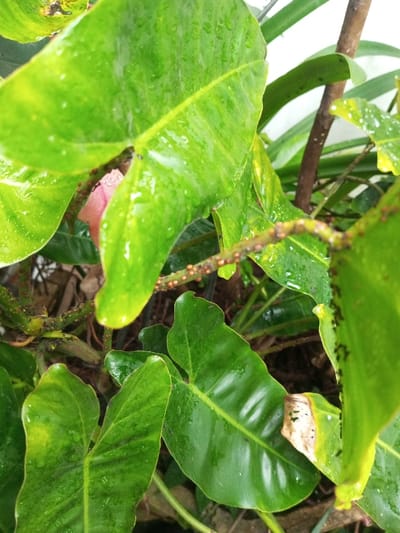 This image captures a close-up view of a plant, identified as a Philodendron species, located in Kotakonda, India. Multiple broad, green leaves are present, all exhibiting surface moisture in the form of discrete water droplets. Leaf color varies from dark green to lighter green, with some areas showing yellowish discoloration. A singular necrotic lesion, brown in color, is observed on a lower leaf. Several stems are visible, presenting a rough texture. Clusters of small, dark, arthropod-like entities, consistent with ants or aphids, are present on multiple stems and leaf surfaces. Numerous minute, spherical, reddish-brown structures, possibly insect ova or galls, adhere to the stems. A pink, spathe-like structure is partially visible between leaves in the upper-central portion. The background is out of focus, indicating depth of field, with indistinct dark and light areas. No human subjects or discernible man-made objects are present within the frame.