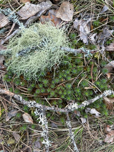 The image depicts a forest floor scene, potentially in Reuskula, Russia. The ground cover consists of green moss, light green lichen resembling Spanish moss, and decaying leaves, mixed with pine needles and twigs. A small, branched twig, covered in white lichen, lies across the scene, partially obscuring the moss and lichen. There are no people visible, and the focus is solely on the organic materials. The environment appears to be a damp, shaded woodland.