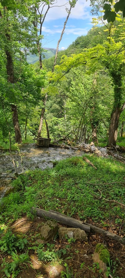The image captures a dense, vibrant forest scene in Ribaritsa, Bulgaria, viewed from a slightly elevated position looking downward into a valley. The foreground features an uneven earth and mossy ground covered with various green plants and grasses, interspersed with rocks and a fallen, weathered log.

A shallow, clear stream flows from the mid-ground towards the lower left, cascading over small rocks and debris. Centrally placed within the stream, a rustic, weathered wooden box-like structure, possibly a trough or diversion, is partially submerged. The stream banks are lined with dense green foliage and numerous trees with light to dark green leaves. To the right of the wooden structure, fallen branches and dry underbrush accumulate on the bank.

In the mid-ground and background, the landscape is heavily forested with numerous deciduous and coniferous trees exhibiting diverse green shades. A clearing or distant land feature with a darker hue is visible on a far hillside under a blue sky with scattered white clouds, seen through gaps in the tree canopy. The scene is devoid of human presence or animals, illuminated by natural daylight casting varied shadows through the foliage.