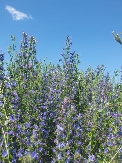 A field of purple wildflowers blooms under a bright blue sky with a single white cloud. The flowers are densely packed, creating a vibrant carpet of color. The stems are tall and slender, with numerous small blossoms. In the background, the sky is clear and cloudless. The scene is peaceful and natural, suggesting a summer day in a rural setting. The location is identified as Smorodinka, Russia.