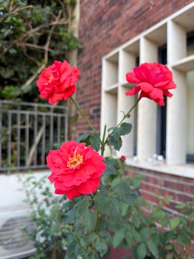 A close-up, low-angle shot captures a vibrant pink rose bush in bloom, set against a backdrop of a brick building and greenery. The rose bush features several blooms, with the most prominent being a large, fully open flower in the foreground. This bloom displays numerous delicate petals, ranging in color from a deep pink to a lighter, almost fuchsia hue, with a yellow center. Behind it, two other pink roses are visible, one slightly out of focus in the mid-ground and another higher up and to the right.
The background includes a textured brick wall with a large, cream-colored, grid-like window or architectural feature. To the left of the roses, blurred green foliage and branches suggest trees or shrubs, and a metal railing is partially visible. The scene appears to be outdoors, possibly in a garden or courtyard area. The presence of what looks like an air conditioning unit on the lower left suggests an urban or suburban setting. The specific location is the city of Gedera, Israel.