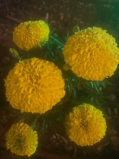 The image shows a close-up, top-down view of five bright yellow marigolds, likely taken outdoors in Or Akiva, Israel. The flowers are in various stages of bloom, with some fully open and others appearing as buds. The background is dark and slightly out of focus, suggesting a natural setting like a garden or a field. The lighting appears to be artificial or dim, with a green and yellow cast overlaying the scene, possibly due to a color filter or the time of day (dusk or dawn). There is no visible text in the image. The overall impression is one of natural beauty, with the vibrant yellow of the marigolds standing out against the dark backdrop.