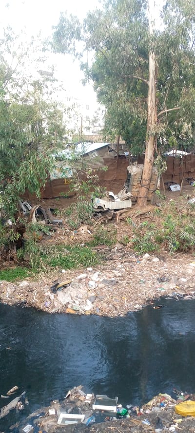 This image depicts a severely polluted river environment in Thika Township ward, Kenya. The foreground features dark, turbid river water heavily laden with a diverse accumulation of refuse, including plastic containers, fabric remnants, and unidentified debris. The immediate riverbanks are steep, earthen, and completely covered by a thick stratum of solid waste, consisting of discarded vehicle parts (including fragments of car bodies and seats), various plastic items, and general refuse. Sparse green foliage grows intermittently through the debris. Dominating the midground are several large trees with dense canopies; one prominent tree with light-colored bark anchors the scene on the right bank. In the background, atop the bank and partially obscured by trees, are multiple informal structures constructed from corrugated metal sheets and brown tarp-like materials. One structure exhibits a sign with "TK 518" and "13" written in green and yellow. Beyond these informal dwellings, multi-story concrete buildings and utility infrastructure are visible, indicating an urban setting. No individuals or active subjects are present.