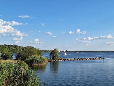 This is a photograph of a wide, calm lake on a sunny day, likely taken from a shoreline. The sky is a vibrant blue with scattered white, puffy clouds. The lake's surface is a deep blue, reflecting the sky and showing gentle ripples.
On the left side of the image, tall green reeds and grasses grow along the bank, with a dense line of green trees and bushes forming the backdrop. Further into the lake, a man-made rock breakwater juts out into the water, topped with small shrubs and what appear to be several seagulls.
Several sailboats are visible on the water. One prominent white sailboat with its sails up is positioned in the mid-ground, moving away from the viewer. In the distance, a line of masts indicates a harbor or marina. There are also a few small figures visible on the shore of the far bank.
This scene depicts a typical summer day at a recreational lake. Given the prominent reed beds and the presence of sailboats, this location is highly likely to be one of Leipzig's many man-made lakes, such as the **Neuseenland region**, specifically the **Kulkwitzer See** or **Markkleeberger See**, which are popular leisure areas on the outskirts of the city. These lakes were created by the flooding of former open-cast lignite mines and are now utilized for water sports and recreation. The landscape, with its trees, water, and recreational boats, is characteristic of these areas around Leipzig.