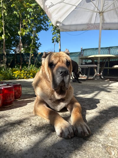 A light-brown mastiff-type dog is lying on a concrete surface in Zornitsa, Bulgaria. The dog is facing the camera, with its front paws crossed. To the left of the dog are three glass jars filled with red fruit. Behind the dog, a dark-colored dog can be seen standing near a picnic table with attached benches. In the background, there are trees, yellow flowers, and a blue sky. A white umbrella is partially visible in the upper right corner of the image.