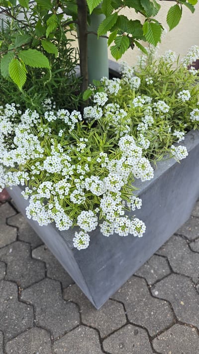 The image shows a close-up of a triangular gray concrete planter box filled with blooming white alyssum flowers and other greenery, likely taken in Oberasbach, Germany. The planter is positioned on a gray paved surface. The arrangement also includes rosemary and the branches of a young hornbeam. The composition is taken from above, showing the planter box, the plants it contains, and the paved surface surrounding it.