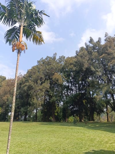 A lush green lawn extends to a backdrop of dense trees under a partially cloudy sky. A tall palm tree stands prominently to the left, its thin trunk rising to a crown of fronds and dangling fruit. The trees in the background vary in size, with some exhibiting a drooping, almost willow-like appearance. The overall scene depicts a peaceful and well-maintained park or garden setting.