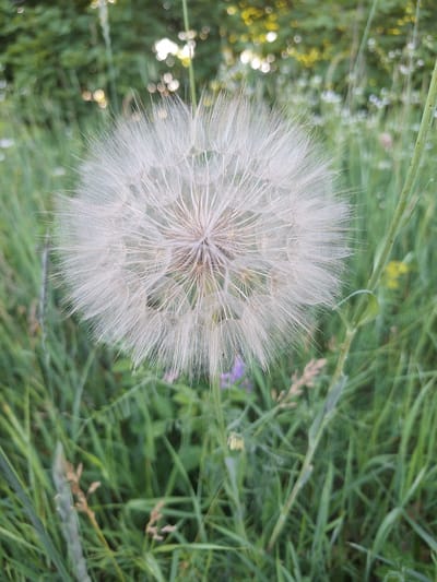 A close-up, vertical, eye-level shot shows a large, fluffy dandelion seed head in the center of the frame. The dandelion is white and composed of numerous delicate filaments radiating from a central point. The background is softly blurred, with green foliage, out-of-focus lights, and hints of other plants. The setting appears to be a natural environment, possibly a meadow or field, in Sviatopetrivske, Ukraine. There are no people or animals visible in the image. The focus is entirely on the dandelion and its surrounding plant life.