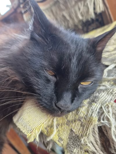 A close-up, slightly blurry photograph shows a black cat resting on a frayed, textured surface that appears to be part of a chair or cushion. The cat's head is angled downwards and to the right, with its eyes partially closed and a yellowish tint. Its fur is long and dark, with visible whiskers extending outwards. The background is out of focus, but suggests an indoor setting. The location in Novosisoevka, Russia is not discernible from the image.