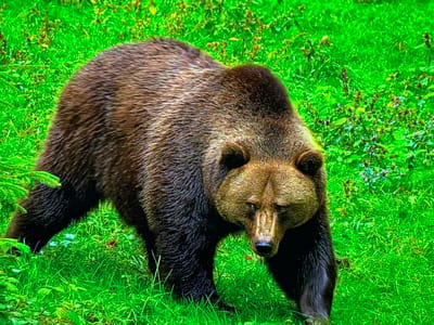 The image shows a brown bear walking through lush green grass and vegetation. The bear is the central subject, facing slightly towards the viewer, with its head lowered and its gaze directed forward. Its fur is a mix of brown and lighter tan colors, with some areas appearing wet. The bear's paws are visible, with sharp claws. The environment is a natural, outdoor setting, with a dense cover of grass, some small wildflowers, and a few evergreen branches on the left side of the frame. The lighting suggests it is daytime. The image does not depict any elements that would place it in the city of Gorzow, Poland; it is a depiction of wildlife in a natural habitat.