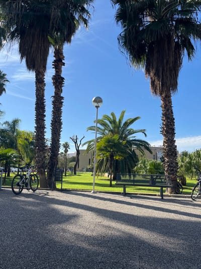 The image depicts a park-like outdoor scene in the city of Paterna, Spain, under a clear blue sky with minimal wispy clouds. The foreground consists of a textured, dark grey paved surface, across which long, distinct shadows are cast from left to right, indicating sunlight originating from the left.

To the left, two bicycles are parked upright next to the base of a prominent palm tree. The front bicycle is white with black tires, positioned directly in front of a dark-colored bicycle. Three large palm trees with thick, textured trunks dominate the scene, two on the left and one on the right, all extending beyond the top frame. Their fronds are partially visible.

A tall, slender street light with a spherical, silver-colored lamp fixture stands centrally in the midground. Behind the pavement, a well-maintained green lawn stretches across the scene. Scattered across this lawn are several smaller palm trees with vibrant green fronds, alongside other deciduous trees, one of which appears bare or recently pruned. A dark-colored metal park bench with a mesh seat and backrest is situated on the grass to the right of the street light.

In the background, a light-colored building, possibly beige or yellow, with multiple windows, is visible behind the trees and lawn. To the left of this building, a partial view of a parking area with several vehicles can be discerned. No people are visible in the scene.