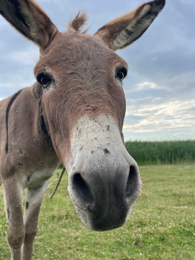 A close-up, low-angle, eye-level shot focuses on the head of a brown donkey in an outdoor grassy field. The donkey's face fills most of the frame, with its large ears pointed upwards and slightly to the sides. Its dark eyes are prominent, and its muzzle is a light gray color with scattered dark speckles and a few small, dark insects. The donkey appears to be wearing a thin, dark rope or halter around its neck. The background consists of green grass dotted with small pink flowers, a line of tall green reeds or grass, and a cloudy sky. The overall impression is one of a serene, natural setting, with the donkey being the primary subject of interest.