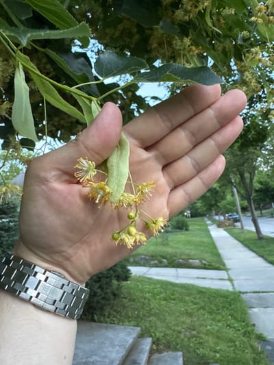 A person's hand is shown in the foreground, holding a sprig of small, pale yellow flowers with delicate petals and thin stamens. The hand is slightly cupped, with fingers extended. The person is wearing a silver metal link watch on their left wrist, with a prominent clasp. Behind the hand, out of focus, is a blurred background of green foliage, suggesting a tree or bush. Further in the background, a paved sidewalk runs alongside a grassy lawn and a street with trees lining the side. A car is visible in the distance on the street. The overall scene appears to be outdoors, likely in a residential area.