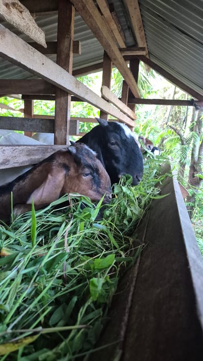 Two goats are eating grass from a trough in a wooden shelter. The goat in the foreground is brown with black markings and has its head down, focused on the grass. Behind it, a black goat with a white marking on its forehead is also eating from the trough. The shelter appears to be rustic, made of rough-hewn wooden beams and a corrugated metal roof. Green foliage is visible outside the shelter, suggesting a rural or semi-rural environment. There is no indication of the specific location in the city of Mee, Indonesia.