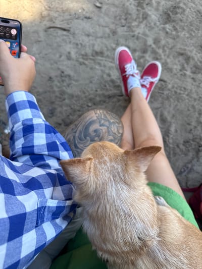In Qendër Vlorë, Albania, a person is sitting on a sandy surface, holding a smartphone and resting a small tan dog on their lap. The person is wearing a blue and white checkered shirt and red sneakers with white socks. The dog is looking away from the camera. The scene appears to be outdoors, possibly at a beach or park.