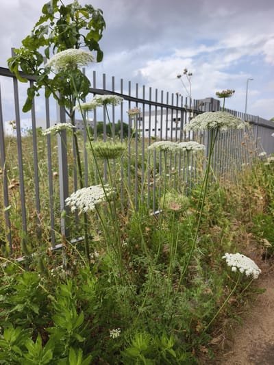 The image depicts a patch of wild vegetation growing alongside a metal fence, possibly in an urban or suburban setting within the Jezreel Valley Regional Council, Israel. The dominant plants appear to be Queen Anne's Lace (Daucus carota), with their distinctive white, umbrella-shaped flower heads. These are interspersed with various other grasses and green leafy plants. A young tree with broad leaves is present behind the fence to the left. The fence itself is made of vertical metal bars. In the background, a building is vaguely visible. The sky is overcast, with a mix of dark grey storm clouds and patches of lighter blue. The ground near the edge of the image is a dirt path or roadside. There are no people visible in the photograph.