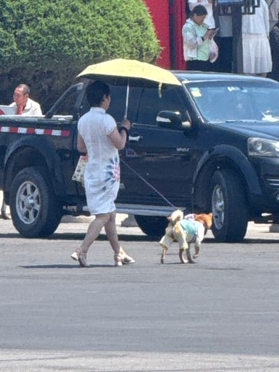 A woman in a white dress with a floral pattern is walking a dog on a leash. The dog is wearing clothing. A black SUV is nearby, and a man is standing near the back of the vehicle. There is a bush on the left side of the frame. In the background, a person is sitting on a bed. The location appears to be a paved area, potentially a street or sidewalk. The image appears to be taken in Taihe District, China, but this cannot be verified from the visual information.