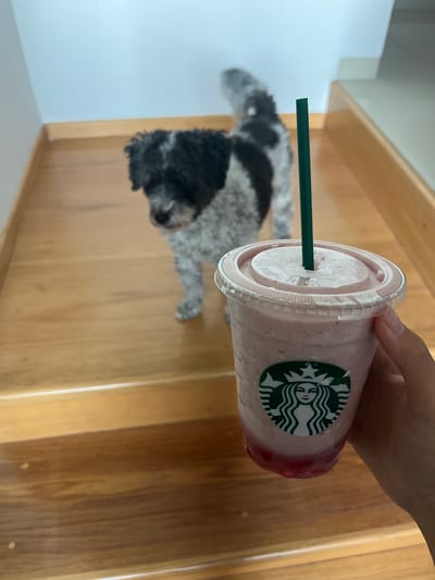 An indoor, well-lit scene captures a person's hand holding a Starbucks beverage above a small, black and white dog resting on light-colored wooden stairs or flooring. The image is taken in what appears to be a home in Barrio de Nuevo León, Mexico, during the daytime.
The primary subjects are the hand, the drink, and the dog. The hand, with manicured fingernails, grasps the plastic Starbucks cup near the top. The cup contains a pink, blended beverage, possibly a strawberry-flavored frappuccino or smoothie, with visible red fruit or syrup settled at the bottom. A dark green straw is inserted through the clear plastic lid, which has embossed text, including "100%". The iconic green and white Starbucks Siren logo sticker is prominently displayed on the side of the cup.
Below the drink and hand, a small, furry dog with black and white markings lies relaxed on the wooden surface. The dog's fur appears curly or fluffy, and it is looking generally towards the left of the frame. The background consists of a plain white wall on the left and more of the light-toned wooden structure, likely a staircase, on the right. The overall impression is one of a casual, calm moment shared between a person and their pet.