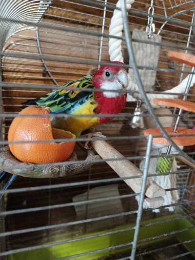 A colorful parrot is perched inside a birdcage. The parrot has a red head, a white chest, and multi-colored wings and tail with shades of green, blue, yellow, and black. It is looking towards the right side of the frame. To its left, there is a halved orange acting as a food bowl, resting on a brown decorative base. The cage has wooden back panels and a green tray at the bottom. Other cage accessories visible include a rope, a bell, and some chew toys made of wood and colored discs. The image does not provide any information that can be used to determine its location in Lagovskoe, Russia.