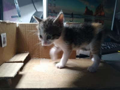 A calico kitten is walking across a cardboard floor inside a miniature cardboard structure that resembles a room. The kitten is in the process of taking a step, with its front left paw raised. The kitten's fur is a mix of white, black, and orange. To the left of the kitten, there are two small, angled platforms made of cardboard. The background shows a computer monitor displaying a landscape image, and a keyboard. The scene appears to be an indoor, domestic setting. There is no discernible information in the image to indicate a location in Nicorești, Romania.