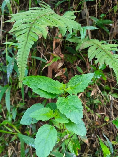 The scene is an outdoor, natural environment located in Mengzi City, China, depicting dense green vegetation. In the foreground, a herbaceous plant with multiple ovate, crenate-margined, and textured green leaves is centrally positioned, presenting a bush-like form. Directly behind this, two prominent green fern fronds with pinnately divided leaflets are visible. The background consists of blurred green foliage, including linear grass-like blades, intermingled with brown organic matter such as dried leaves and plant stalks. No individuals or artificial structures are present. The lighting is uniform, suggesting an overcast sky or shaded conditions.