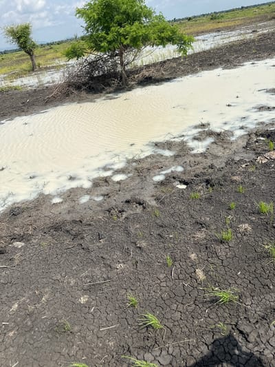 This media file depicts a rural landscape in Lau, Nigeria. The scene is dominated by a waterlogged area, likely a flooded field or paddy, with milky, opaque water. The water's edge is lined with dark, cracked earth, interspersed with patches of dry grass and scattered green shoots of new growth. The cracked earth suggests a period of drought followed by recent flooding.

Two trees are visible in the mid-ground. One is a larger, more mature tree with dense green foliage, positioned close to the water. To its left, further back and smaller, is another tree with sparser foliage, appearing somewhat arid. The background shows a distant landscape of fields, some appearing green and possibly cultivated, extending towards a hazy horizon under a bright sky with scattered clouds.

The lighting suggests it is daytime, with the sun casting shadows, notably a large, indistinct shadow on the cracked earth in the upper right portion of the image. The weather appears to be warm, possibly humid, given the waterlogged condition of the land. There are no people or specific objects visible, making the scene focus entirely on the natural environment and its current state of wetness and dryness. The overall impression is one of a landscape recovering from or in the midst of seasonal weather changes. No text is visible in the image.