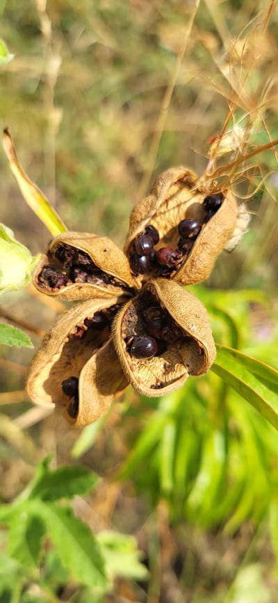 The image shows a close-up of a dried seed pod with several dark, shiny seeds inside. The pod is light brown, fuzzy, and split open, revealing four distinct chambers, each containing seeds. One chamber is in the foreground, split open to reveal multiple seeds, some appearing shriveled and others smooth and dark. Another chamber is slightly to the left and back, also open with seeds visible. A third chamber is partially visible to the upper right, with seeds inside. The background is blurred, consisting of dry grasses and green foliage, suggesting an outdoor, natural environment. The lighting indicates it is daytime, with sunlight illuminating the seed pod. The image was taken in Сырымбет, Kazakhstan.