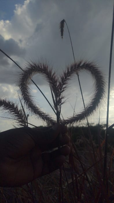 A close-up shot captures a hand holding several strands of grass against a cloudy sky. The grass heads form a distinct 'S' shape, with some strands curving gracefully against the backdrop. The sky's colors vary from light blue to darker grey with the clouds casting shadows. Some dry grass can be seen towards the bottom right corner.