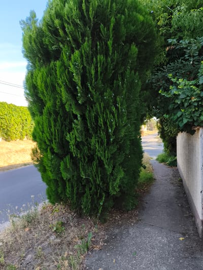 A street scene in Dunakeszi, Hungary, features a dense, vibrant green conifer tree dominating the foreground on the left. Adjacent to the tree is a grey asphalt sidewalk that curves away into the distance, bordered on the right by a textured, pale beige wall. To the left of the sidewalk and tree, a grey asphalt road runs parallel. In the background, a lush green hedge lines the opposite side of the road, with a dry, golden field beyond it. Further down the road, more trees and vegetation are visible under a clear blue sky. The lighting suggests it is either early morning or late afternoon. There are no people or animals present in the image.