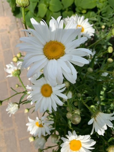 The image displays a close-up view of several white daisies with yellow centers, set against a backdrop of green foliage and a brick pathway. The daisies are the primary subjects, with one large, in-focus bloom dominating the foreground. Several other daisies, some fully open and others in bud, are visible throughout the frame. The green leaves and stems of the plants create a natural, garden-like setting. The textured brick pathway suggests an outdoor location, possibly a garden or walkway. The lighting suggests it is daytime, with sunlight casting shadows on the petals of the main daisy. There are no people visible, nor any text. The overall impression is one of natural beauty and a peaceful outdoor scene. The location context of Ivanava, Belarus, implies a temperate climate suitable for growing daisies.