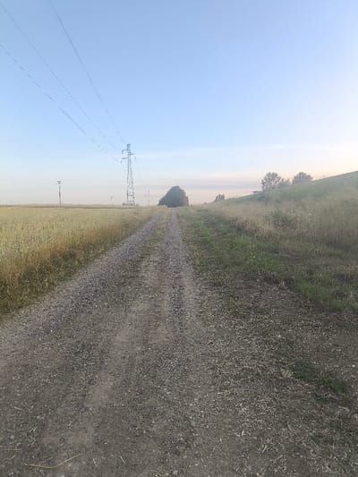 This image depicts a rural landscape located in Haguenau, France. A straight, unpaved gravel road occupies the central foreground, extending towards the horizon and exhibiting parallel vehicle tracks. To the left of the road lies a field of mature, golden-brown crops, likely grain, spanning to the mid-distance. To the right of the road, a slight embankment or rise is covered in dry, tall grasses and some patches of green vegetation.
The sky overhead is clear and light blue, transitioning to a lighter tone near the horizon. In the mid-distance on the left side of the frame, a prominent metal lattice power line pylon stands tall, supporting multiple electricity lines that extend horizontally towards the upper left. A smaller, simpler utility pole is visible further left in the field. Faint, tall structures resembling wind turbines are discernible on the distant left horizon. A dense cluster of trees is situated near the road's vanishing point in the mid-ground. Additional scattered trees and general vegetation are visible along the distant right embankment. No individuals, animals, or active movements are present within the scene.