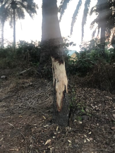 This media file presents an outdoor scene featuring a fallen tree trunk lying horizontally on the ground. A significant portion of the tree trunk's bark has been removed or stripped, revealing a lighter-colored, raw wood underneath, contrasting sharply with the dark bark remaining at its ends. The ground surrounding the log is covered with dried leaves, dark soil, and some scattered dry grasses and green undergrowth.
In the background, tall trees, possibly palm trees, are visible, especially on the left where bright sunlight filters through their fronds, creating a luminous, hazy effect. Beyond the immediate foreground and through denser vegetation, a partial view of a building can be discerned, characterized by a distinct yellow wall and a blue roof.
The scene appears to be set during daytime, indicated by the bright light and the visible sunlight. There are no people present, and no active events are depicted, though the condition of the log suggests it has either fallen naturally or been cut down and processed. The environment appears natural, possibly a forest edge or a semi-cleared area, consistent with the Umudike, Nigeria context. No text is visible in the image.