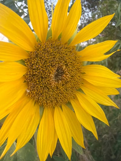 A close-up, slightly low-angle, full shot captures a vibrant sunflower in bloom. The sunflower's bright yellow petals fill most of the frame, with a central disk of small, dark seeds. The background is softly blurred, showing hints of green foliage and a muted, gray sky. Notably, a tiny white spider is perched on one of the yellow petals, towards the left side of the image. The scene appears to be outdoors, possibly in a garden or field, with the natural light illuminating the flower.