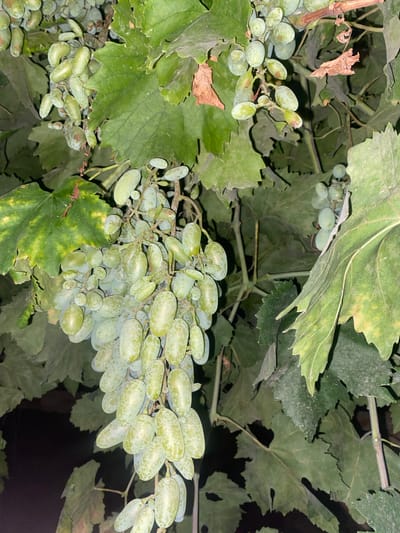 The image shows a close-up view of ripe green grapes hanging from a vine in the city of Madaniyat, Kyrgyzstan. The grapes are oval-shaped and vary in color from pale green to a yellowish-green, with some showing speckling. They are clustered together on thick stems, surrounded by large, green grape leaves. Some of the leaves are slightly yellowed or have brown spots, indicating they are mature or starting to wither. The background is dark and out of focus, suggesting the photo was taken in low light conditions, possibly at dusk or night. The scene appears to be an outdoor setting, likely a vineyard or a garden. There are no people or animals visible in the image.