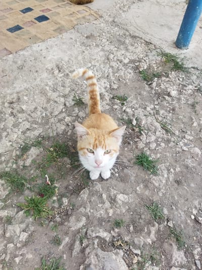 An orange and white tabby cat is captured from a high-angle, looking directly up at the camera. The cat is the central subject, positioned in the middle of the frame. It has green eyes, prominent white whiskers, and its front paws are neatly tucked beneath its chest. Its tail, also orange and white striped, arches upwards.
The cat is situated on a rough, grey, rocky ground with patches of green grass growing between the stones. To the left of the frame, a section of a woven rug or mat is visible, featuring a pattern of alternating beige and colored squares, including blue and pink. In the upper right corner, the base of a bright blue pole is visible.
The scene appears to be outdoors, likely in a yard or open area, with a natural, unmanicured setting. The lighting suggests it could be daytime, with diffused light that doesn't create harsh shadows. The cat's direct gaze and slightly tilted head could convey curiosity or anticipation. There is no visible text in the image.