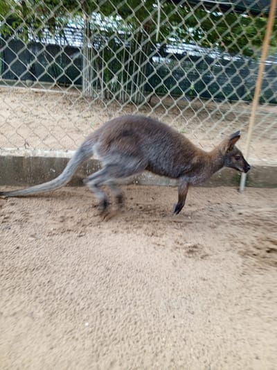 A wallaby is captured in mid-stride, its body angled towards the right. The animal, primarily gray with darker accents on its limbs and head, appears to be in a fenced enclosure with a sandy floor and a concrete barrier visible along the back. A chain-link fence with diamond-shaped openings runs across the background, partially obscuring trees and foliage. The lighting suggests an outdoor setting during daylight hours. The image's motion blur indicates the wallaby's movement. No humans or specific landmarks of Phước Hải are identifiable in the scene.