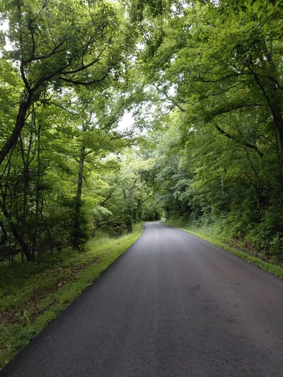 The media file shows a paved road winding through a dense forest. The road is dark asphalt and appears to be empty of any vehicles or people. On the right side of the road, there is a strip of green grass and some brown leaf litter. The left side of the road is bordered by a thick canopy of green trees. The leaves are lush and appear to be in full bloom, suggesting a spring or summer setting. The sunlight filters through the leaves, creating dappled light on the road and the forest floor. The overall impression is one of a peaceful and natural environment. The image is oriented vertically, with the road curving away from the viewer into the distance. The time of day appears to be daytime, possibly late morning or early afternoon, given the lighting conditions. There are no visible signs of human activity beyond the road itself. The location is specified as Owingsville, United States. The media does not contain any visible text.