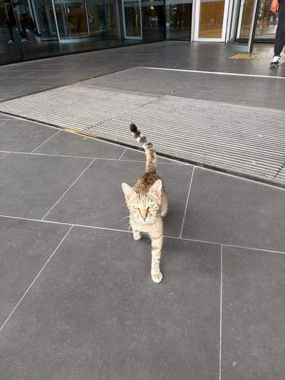 A medium shot captures a tabby cat standing on dark grey tiled flooring. The cat is facing the camera, with its body angled slightly to the left. Its tail is held high and curved, with visible dark rings. The cat has green eyes and appears to be alert. In the background, a metal grate runs horizontally across the frame, and beyond that, a glass-fronted building with revolving doors is visible. The lighting suggests it is daytime. No specific location in Tekirdağ, Turkey is identifiable from the image.