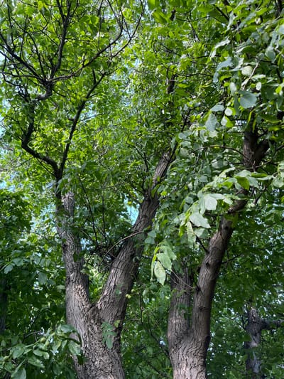 This is a low-angle shot looking up into the dense canopy of a mature walnut tree. The thick, gnarled trunk splits into multiple branches, covered in lush, green leaves that obscure much of the sky. Several developing walnuts, still enclosed in their green husks, are visible hanging from the branches. The texture of the bark is rough and furrowed. The lighting suggests it is daytime, with sunlight filtering through the leaves. The scene is located in the city of Myrne, Ukraine. There are no people or animals in the image.