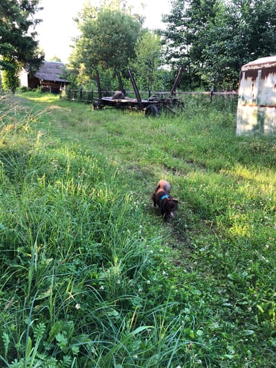 The image depicts an outdoor scene with a small, dark-colored dog with a blue collar walking through tall grass. The dog's tongue is visible, suggesting movement or exertion. In the background, a dilapidated wooden structure resembling a shed or barn sits amongst lush greenery and trees. Further back, a weathered, rusty metal tank or container is visible on the right side of the frame. The environment appears to be rural or semi-rural, possibly on the outskirts of a village. There is no indication of Makeikha, Russia, in the image itself.