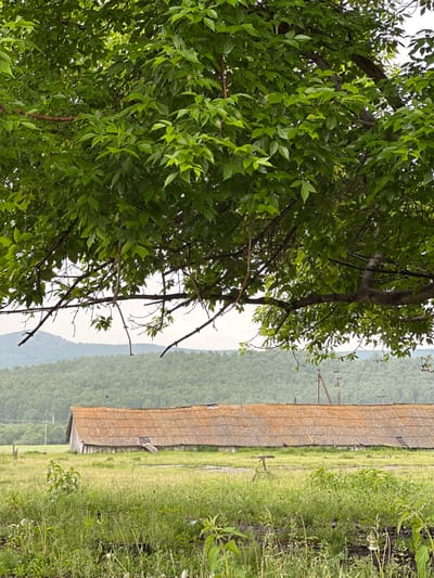 The image depicts a rural landscape in Abzakovo, Russia. A large tree with lush green leaves dominates the foreground, its branches extending across the top half of the frame. Beneath the tree, in the mid-ground, is a long, weathered building with a rusty, corrugated roof. The building appears to be a barn or storage facility, constructed of wooden planks. A gentle slope of green hills covered in dense forest rises in the background, fading into a hazy sky. The ground in front of the building is a field of tall, wild grass. The scene suggests a quiet, natural setting, characteristic of the countryside surrounding Abzakovo.