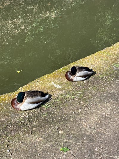 Two male mallard ducks are observed at rest on a partially vegetated dirt bank adjacent to a body of murky green water in the city of Wyre Forest, United Kingdom. Both subjects are positioned facing right, with their heads tucked into their back feathers, indicative of sleep or repose. The duck in the foreground, displaying a green head and brown chest, lies near the edge of a moss-covered concrete or stone retaining wall. The second duck, exhibiting similar plumage, is situated slightly further from the water on the same bank. The water surface shows reflections of unseen foliage and contains a single floating yellow leaf. Sunlight is evident, casting distinct shadows from the ducks onto the ground, which consists of compacted earth, sparse grass, and small pebbles.