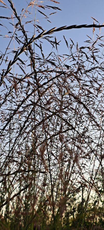 The image shows a close-up, low-angle view of tall, dry grass against a clear blue sky. The grass stalks are thin and feathery, with many seed heads that are dark brown and reddish-brown. The sunlight catches some of the seed heads, making them appear golden. The focus is on the grass, which fills most of the frame, creating a sense of depth and texture. The background is out of focus, with only hints of green foliage visible at the bottom. The scene is outdoors, likely in a natural or semi-rural setting. There are no people or animals present. The overall impression is one of natural beauty and the simplicity of a grassy field. The location is identified as Bash-Kaiyndy, Kyrgyzstan.