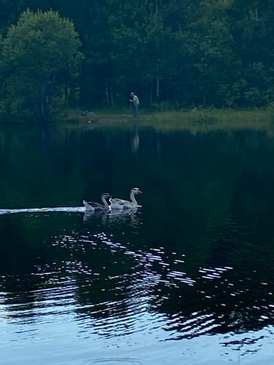 In Novyi Ural, Russia, a still body of water reflects a densely forested shoreline under a dusky sky. In the foreground, two geese swim in parallel, leaving a faint wake. Their feathers are a mix of white and brown, and their necks are long and slender. In the background, a lone person stands on the bank, facing away from the camera, appearing to be fishing or observing the water. The trees are tall and green, creating a dark silhouette against the lighter sky. The overall mood is serene and peaceful.