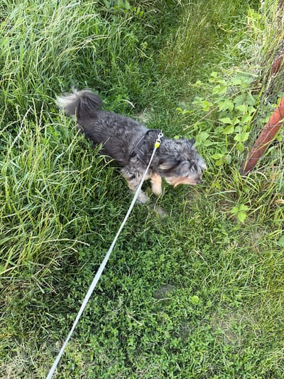 A small, shaggy, dark gray and tan dog with a bushy tail is being walked on a leash through a patch of tall green grass and clover. The dog is wearing a black harness. A white leash extends from the harness towards the bottom left of the frame. In the background, a chain-link fence with a red-painted metal post is visible on the right side, partially obscured by green foliage. The scene appears to be in an outdoor, unmanicured area, possibly a park or a yard in Lublin, Poland. The lighting suggests it is daytime, with sunlight casting shadows.