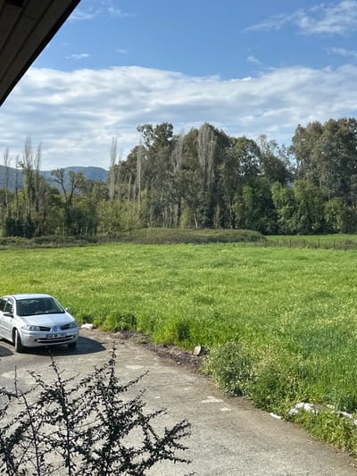 This image captures an outdoor rural landscape in Ula, Muğla Province, Turkey, under a bright, partially cloudy blue sky during daylight hours. In the lower-left foreground, dark, silhouetted branches of a shrub or small tree are visible. A silver Renault Megane II hatchback, bearing Turkish license plate 48 NR 797, is parked on a light grey paved surface in the left mid-ground. This paved area transitions into a narrow, unpaved dirt strip that borders a large, vibrant green field filling the majority of the mid-ground and extending towards the right foreground. A small, circular tree stump is situated on the unpaved edge near the field on the right. In the background, a dense line of various trees, including tall, slender deciduous trees with bare branches and wider evergreen trees, forms a prominent natural boundary. Beyond these trees, distant green hills or mountains are discernible against the horizon. No individuals, actions, or direct interactions are depicted within the scene.