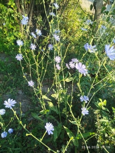 The image shows a close-up of several blue wildflowers in the city of Özgön, Kyrgyzstan. The flowers have delicate, light blue petals and are growing on thin, green stems. They are surrounded by lush green foliage and the ground appears to be covered in grass and some small stones. The lighting suggests it is daytime, possibly morning or late afternoon due to the warm tones. The overall scene is natural and serene, with the focus being on the beauty of the wildflowers.