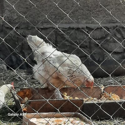 An outdoor, close-up, eye-level shot captures a light-colored chicken standing in what appears to be a coop or enclosed area. The chicken, predominantly white with some brown and grey speckling, is the central subject. It is facing to the right, with its head down, possibly pecking at food. The chicken's tail feathers are fanned out slightly.
In the foreground, a wire mesh fence is visible, creating a diamond pattern that partially obscures the scene. Behind the chicken, there is a dark, rough-textured surface, possibly a wall or embankment. Scattered on the ground are dried grasses or straw, and some reddish-brown brick-like structures, which may serve as feeding troughs or barriers. There are also some yellow food scraps visible near these structures.
To the left of the main chicken, a smaller portion of another chicken's head, predominantly white with a pink comb and wattle, is visible, also facing right and appearing to be eating. The overall environment suggests a rural or agricultural setting. The bottom right corner of the image displays the text "Galaxy A51" which indicates the device used for capture, not a feature of the scene itself. The location of Cricova, Moldova is not visually discernible from the image content.