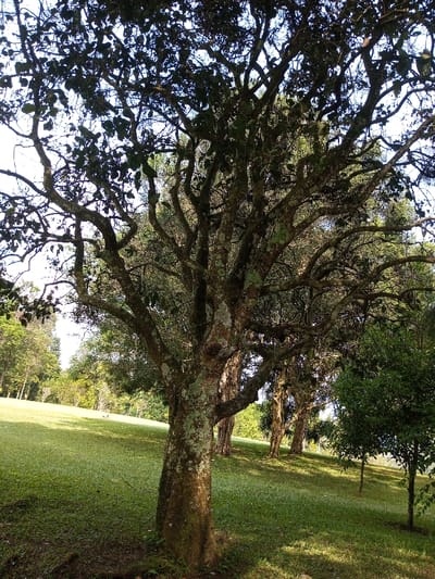 This scene, located in New Serchhip, India, depicts an outdoor natural environment. A large, mature tree occupies the central and left foreground, featuring a thick, irregular trunk with mottled brown bark extensively covered in patches of light green lichen. Numerous gnarled branches extend upwards and outwards, forming a dense canopy with sparse dark green leaves visible against a bright, partially visible sky. The tree is situated on a gently sloping expanse of short, vibrant green grass, illuminated by natural sunlight that casts areas of shadow. In the midground and background, several other mature trees with similar characteristics are visible, alongside a smaller, densely leafed tree positioned to the right. A distant treeline forms the horizon. No human subjects or discernible actions are present within the frame.