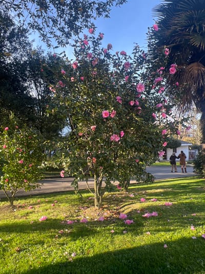 The image depicts a park or garden scene in La Coruña, Spain, under clear, bright daylight. In the foreground, a prominent Camellia japonica tree, approximately 3-4 meters tall, is laden with numerous open pink blossoms and dark green foliage. A significant quantity of detached pink petals lies scattered across the vibrant green grass beneath this tree and extending into the lower left frame. To the immediate left, a smaller camellia bush, also blooming with pink flowers, is visible.
In the mid-ground, two adult individuals are walking from left to right on a paved pathway or road. The person on the left wears a light-colored top and dark trousers, while the person on the right wears a long, light tan-colored coat. They are walking in close proximity, appearing to interact, with the person in the tan coat positioned slightly behind the other.
Further in the background, behind the pathway, a partial view of a white, single-story building with a dark roof and a white picket fence is observable. Dense, darker green foliage from other trees forms a background on the left, while a large palm tree trunk and fronds are visible on the far right. The sky is clear blue. Strong sunlight illuminates the scene, creating distinct shadows on the grass, indicative of morning or late afternoon.